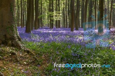 Bluebells In Wepham Woods Stock Photo