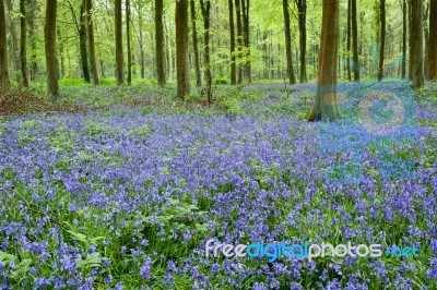 Bluebells In Wepham Woods Stock Photo