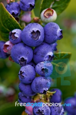 Blueberries Stock Photo