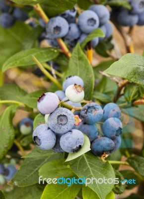 Blueberries On Bush Stock Photo