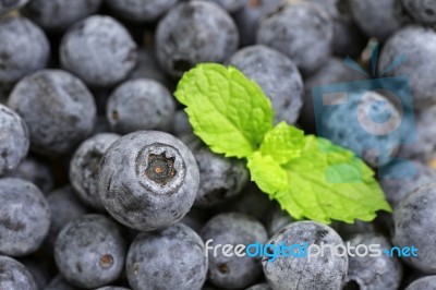 Blueberry Stock Photo