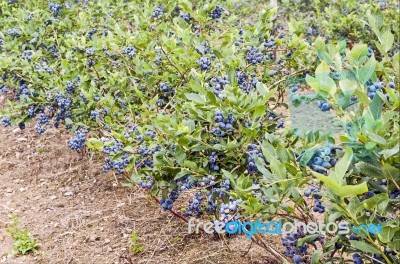 Blueberry Farm Stock Photo