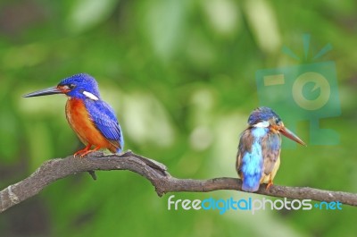 Blued-eared Kingfisher Stock Photo