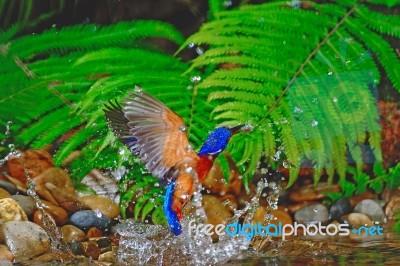 Blued-eared Kingfisher Stock Photo