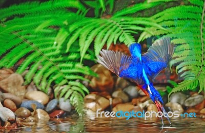 Blued-eared Kingfisher Stock Photo