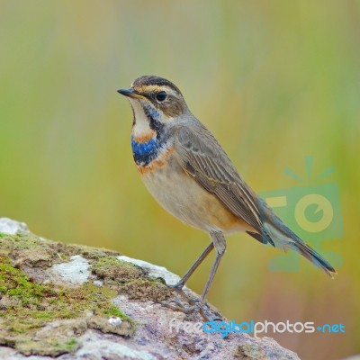 Bluethroat Bird Stock Photo