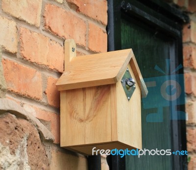 Bluetit Peeking Out Of Bird House Stock Photo