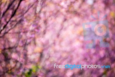 Blur Background Light Pink Abstract Background Stock Photo