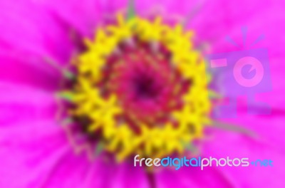 Blur Background Yellow Carpel On Pink Petals Stock Photo