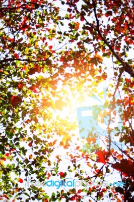 Blur Of A Tree With Sunlight Stock Photo