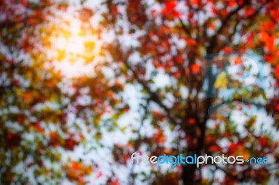 Blur Of Trees In The Autumn Stock Photo