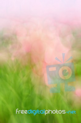 Blurred Floral Field Background. Blurred Nature Background Stock Photo