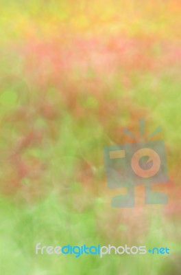 Blurred Floral Field Background. Blurred Nature Background Stock Photo