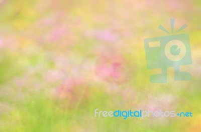 Blurred Floral Field Background. Blurred Nature Background Stock Photo