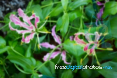 Blurred Gloriosa Flower Blooming In The Garden Stock Photo