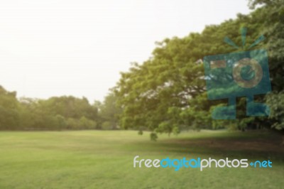 Blurred Image Of Green Park Scenery Stock Photo