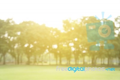 Blurred Image Of Green Park Scenery Stock Photo