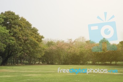 Blurred Image Of Green Park Scenery Stock Photo