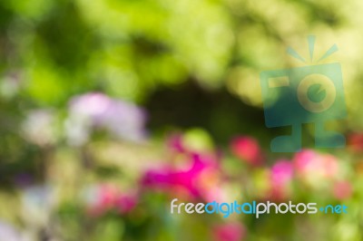 Blurred Nature Background Stock Photo