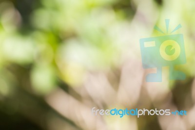 Blurred Nature Background Stock Photo