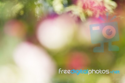 Blurred Nature Background Stock Photo