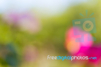 Blurred Nature Background Stock Photo