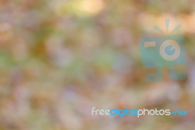 Blurred Nature Background Stock Photo