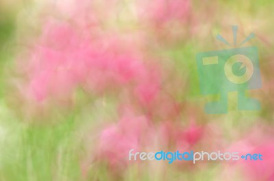 Blurred Pink Floral Field Background. Blurred Nature Background Stock Photo