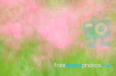 Blurred Pink Floral Field Background. Blurred Nature Background Stock Photo