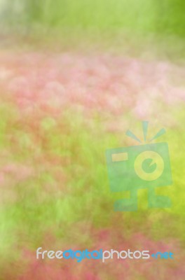 Blurred Pink Floral Field Background. Blurred Nature Background Stock Photo