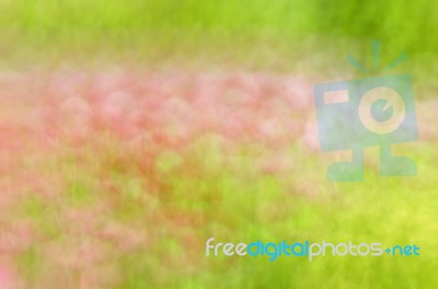 Blurred Pink Floral Field Background. Blurred Nature Background Stock Photo