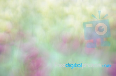 Blurred Pink Floral Field Background. Blurred Nature Background Stock Photo