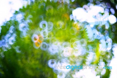 Blurry Background Of Tree Plant In Nature Park By Lens Effect Te… Stock Photo