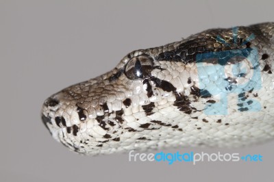 Boa Constrictor Head Stock Photo