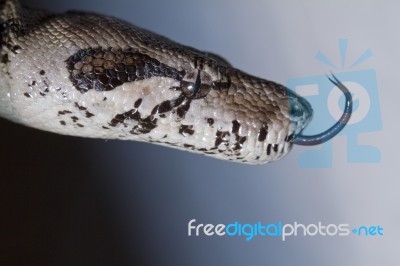 Boa Constrictor Head Stock Photo