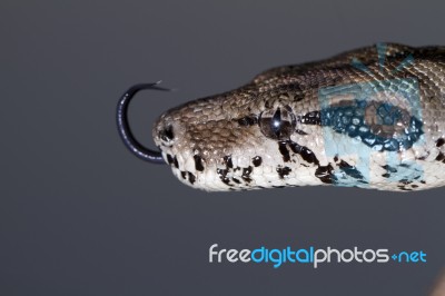 Boa Constrictor Head Stock Photo