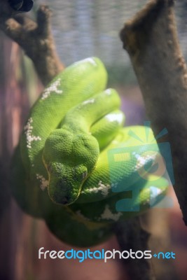 Boa Esmeralda On A Branch Stock Photo