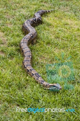 Boa On The Grass Stock Photo