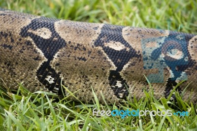 Boa Skin Stock Photo