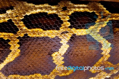 Boa Snake Skin Stock Photo