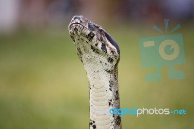 Boa Sniff Stock Photo