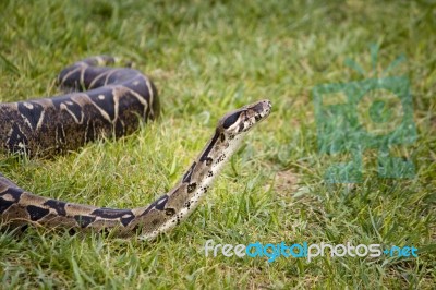 Boa Sniff Stock Photo