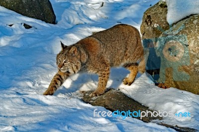 Bobcat Stock Photo