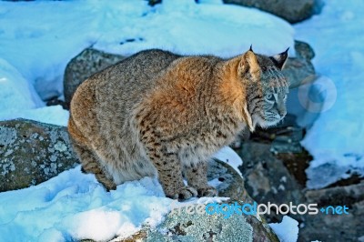 Bobcat Stock Photo