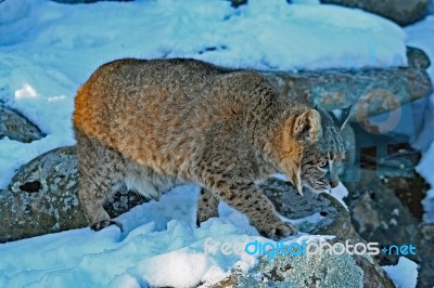 Bobcat Stock Photo