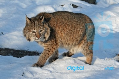 Bobcat Stock Photo