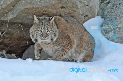 Bobcat Stock Photo