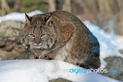 Bobcat Stock Photo