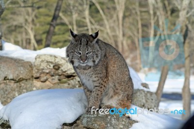 Bobcat Stock Photo