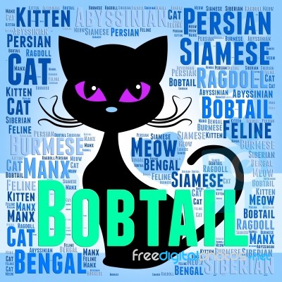 Bobtail Cat Represents Puss Mating And Reproducing Stock Image